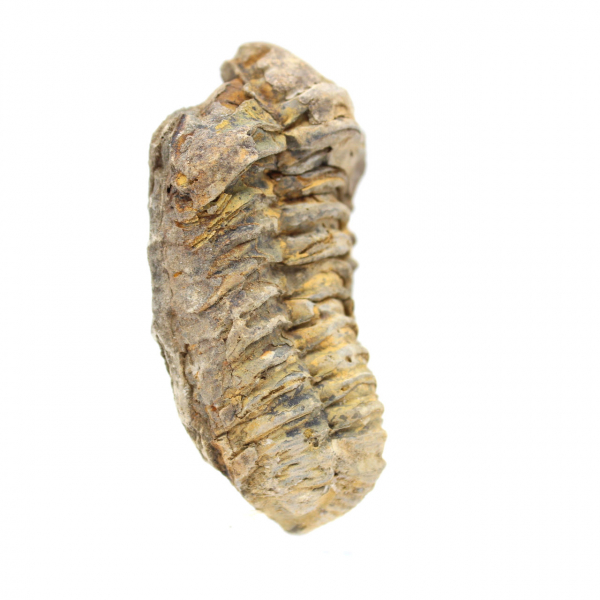 Trilobita