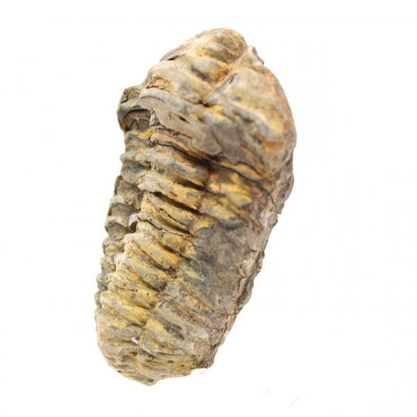 Trilobita