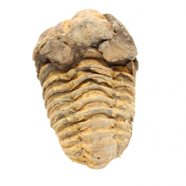 Trilobita