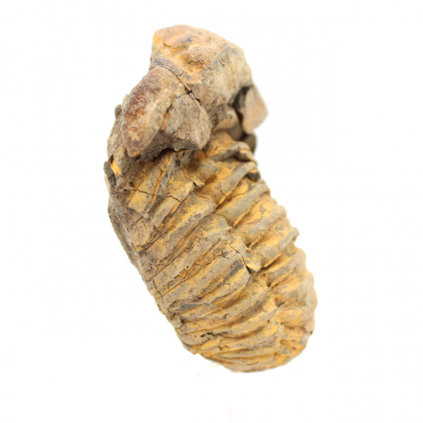 Trilobita