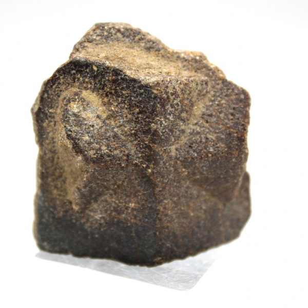 Estaurotida