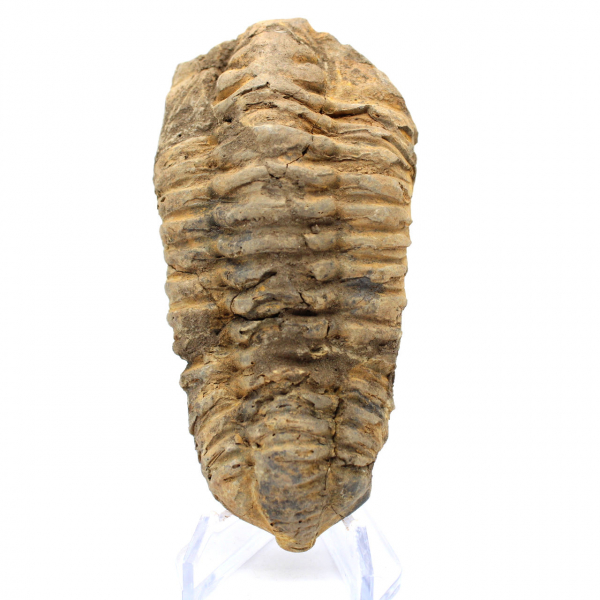 Trilobita