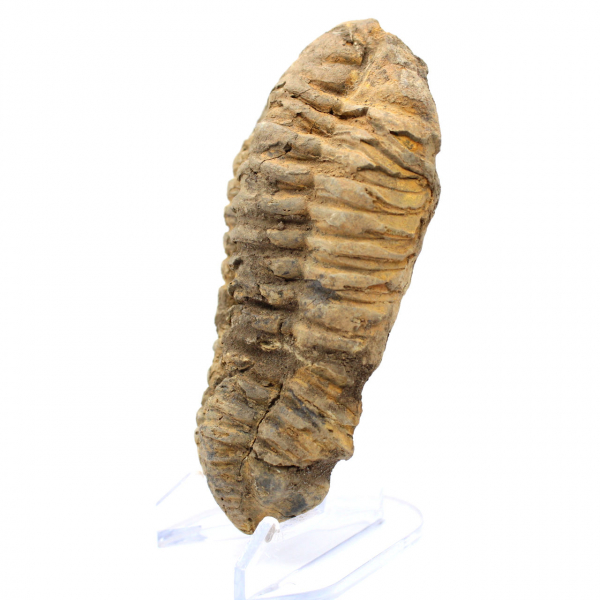 Trilobita