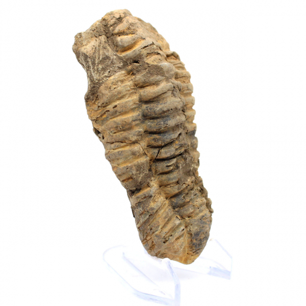 Trilobita