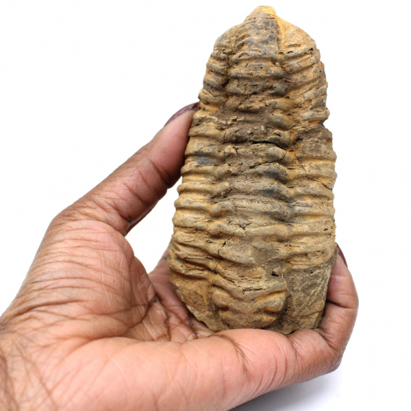 Trilobita