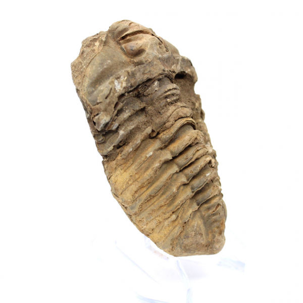 Trilobite bruta de Marrocos