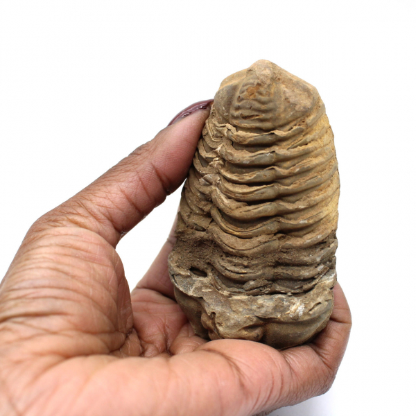 Trilobite bruta de Marrocos