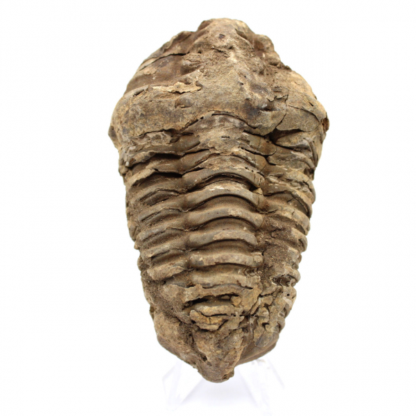 Trilobite fóssil bruto