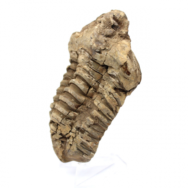 Trilobite fóssil bruto