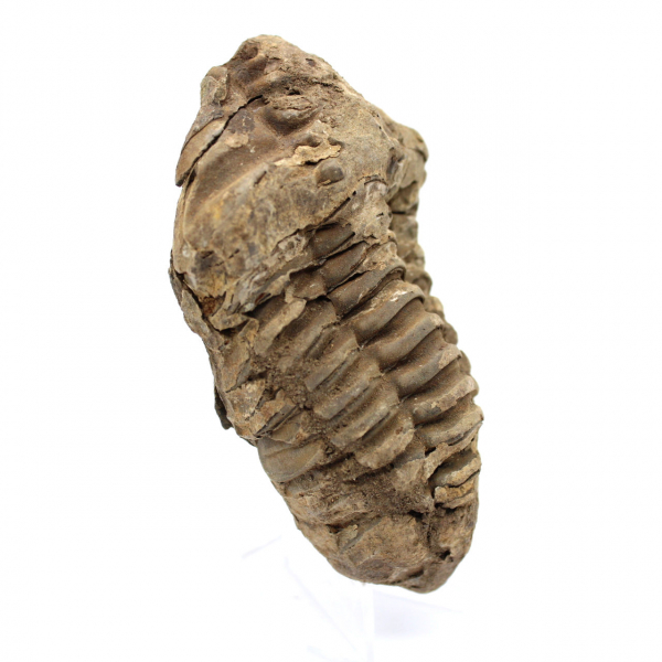 Trilobite fóssil bruto