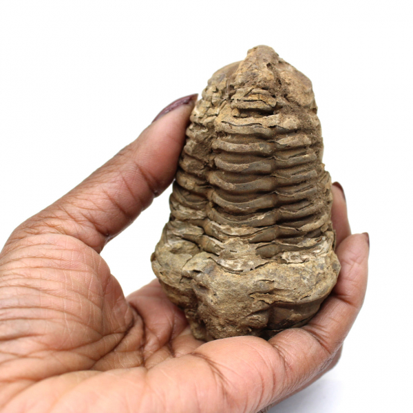 Trilobite fóssil bruto