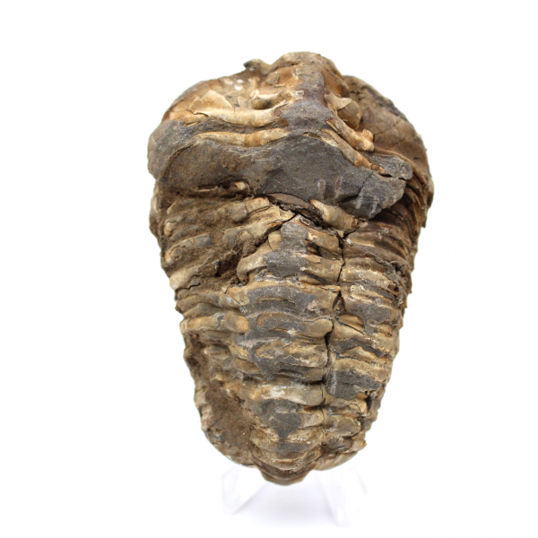 Trilobita bruta