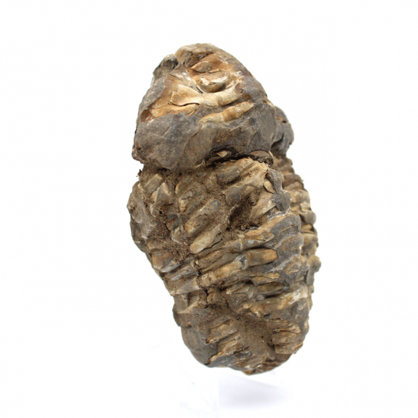 Trilobita bruta