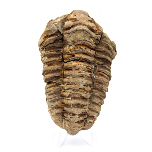 Fóssil de trilobite Marrocos