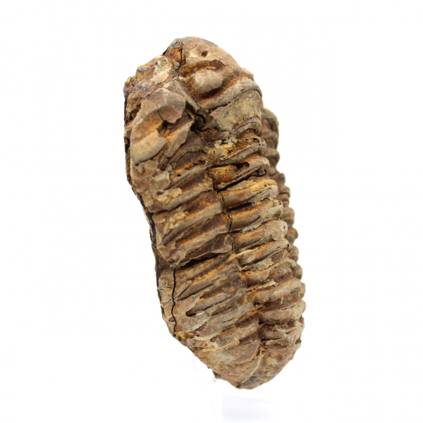 Fóssil de trilobite Marrocos