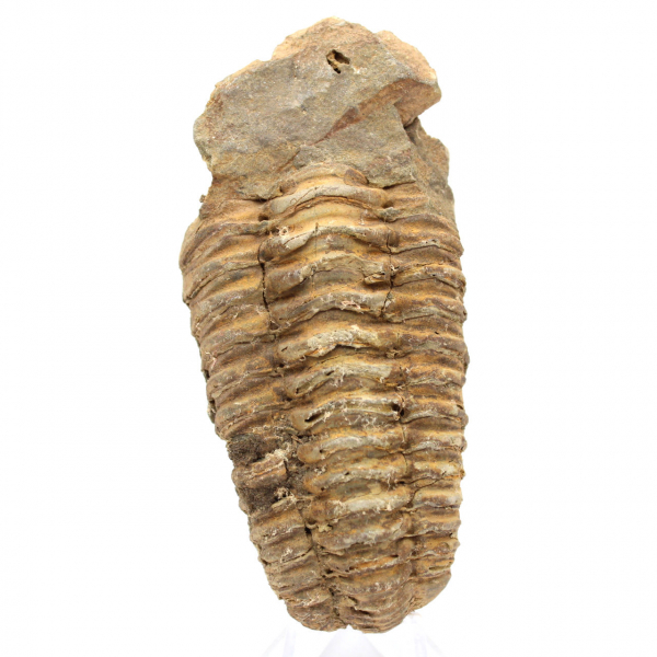 Fóssil de trilobite de Marrocos