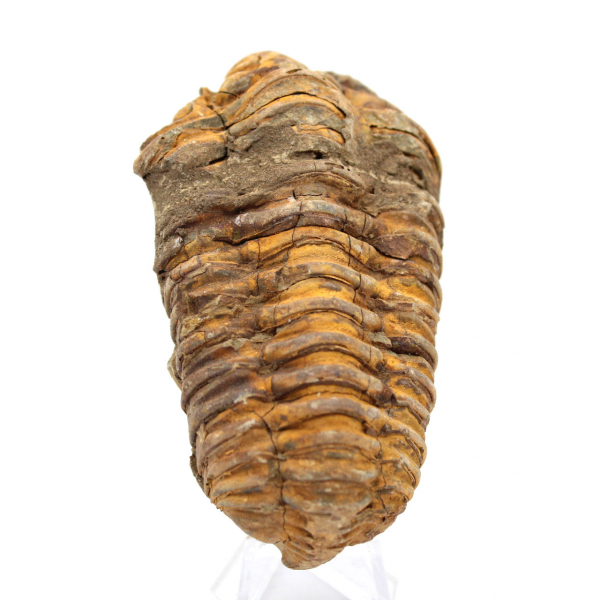 Fóssil de trilobite