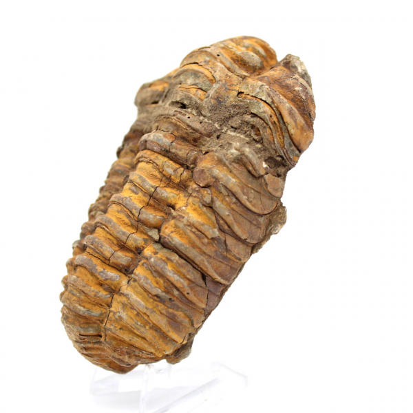 Fóssil de trilobite