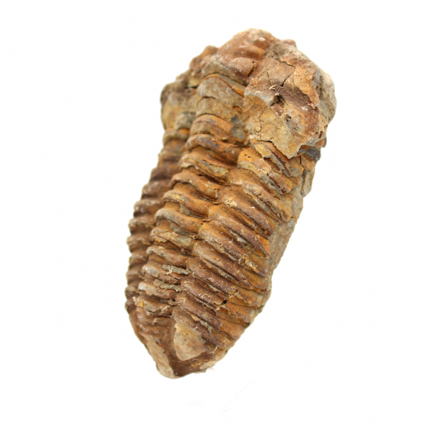 Trilobite fóssil