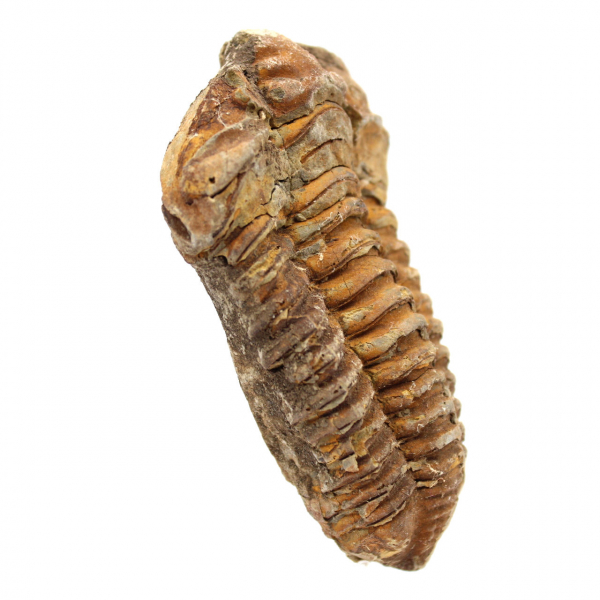 Trilobite fóssil