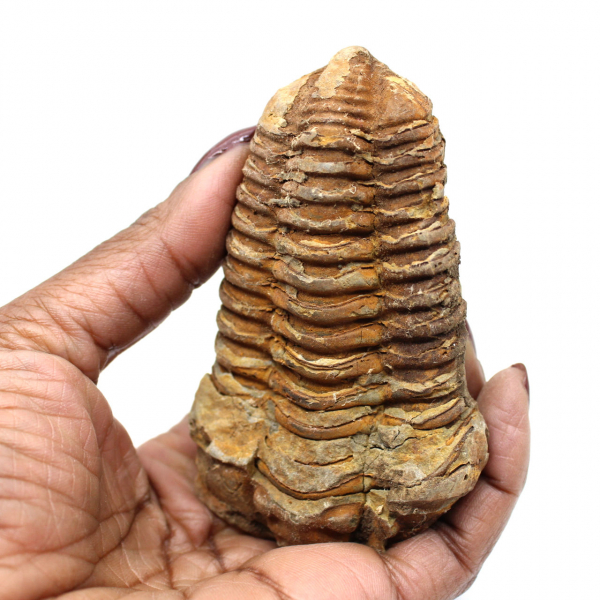 Trilobite fóssil