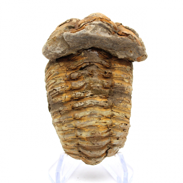 Trilobita