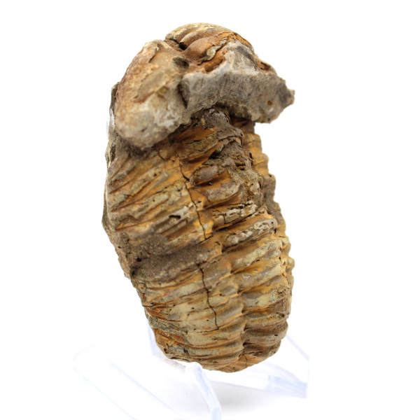 Trilobita