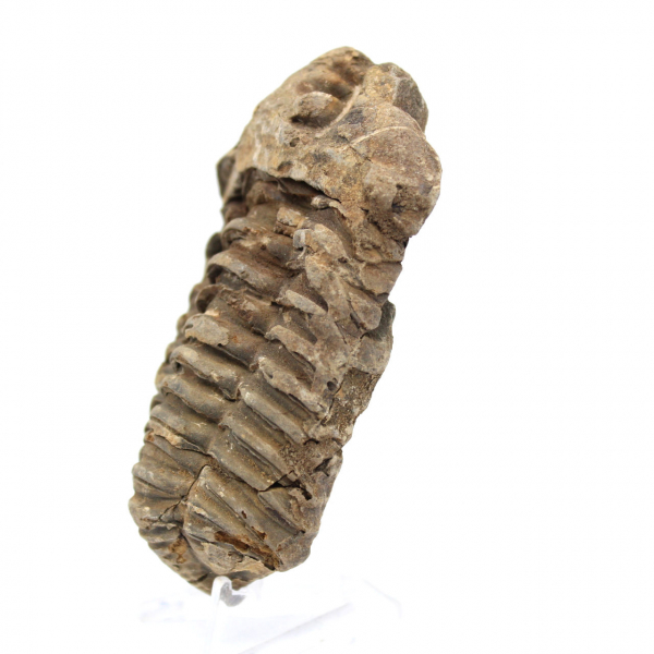 Trilobite fóssil bruto