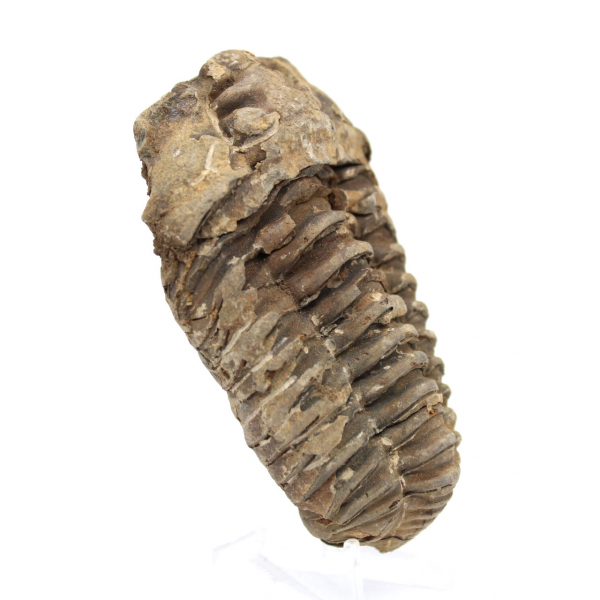 Trilobite fóssil bruto