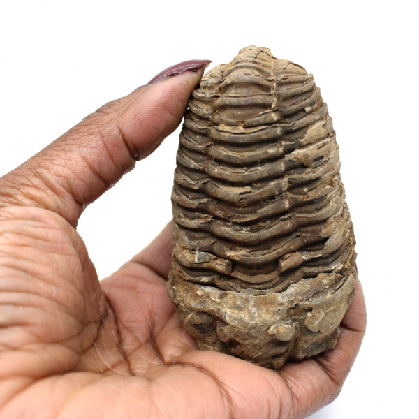 Trilobite fóssil bruto