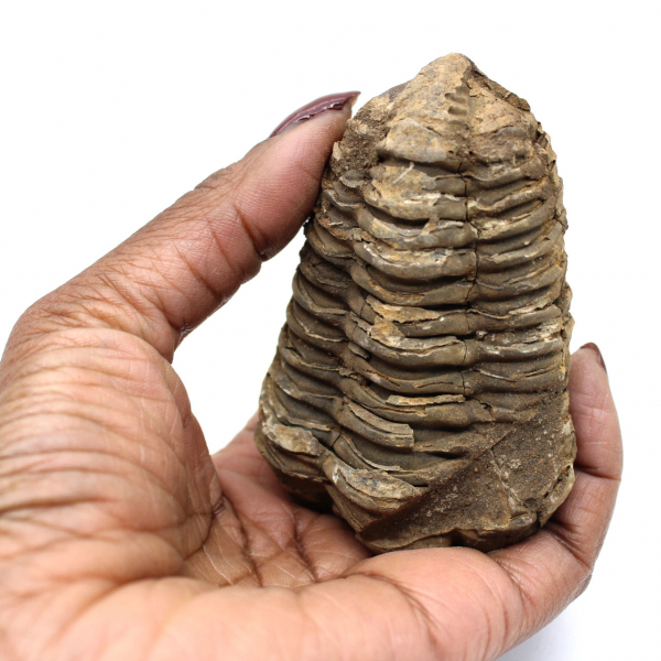 Trilobita bruta