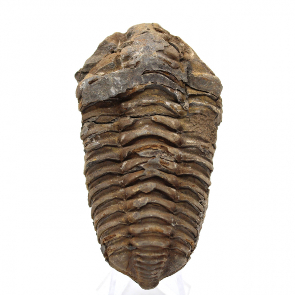 Fóssil de trilobite Marrocos