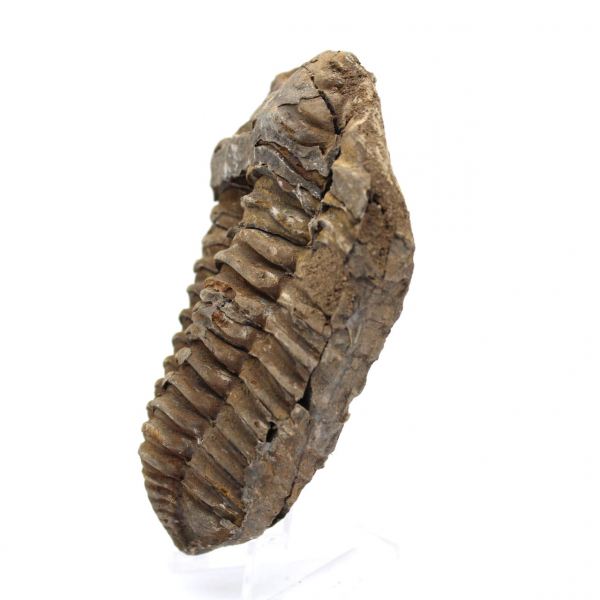 Fóssil de trilobite Marrocos