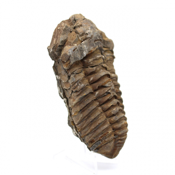 Fóssil de trilobite Marrocos