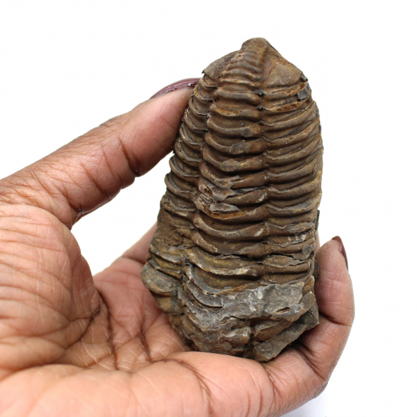 Fóssil de trilobite Marrocos