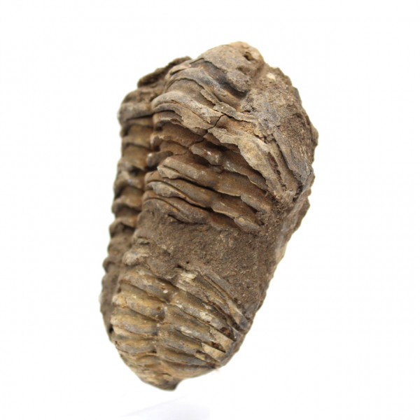 Fóssil de trilobite de Marrocos