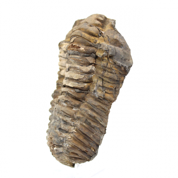 Trilobite fóssil de Marrocos