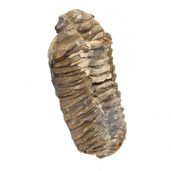 Trilobite fóssil de Marrocos