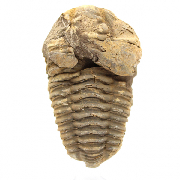 Fóssil de trilobite