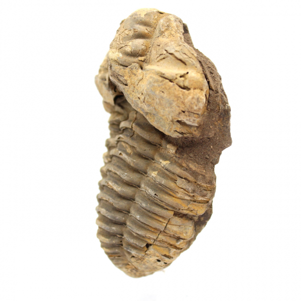 Fóssil de trilobite