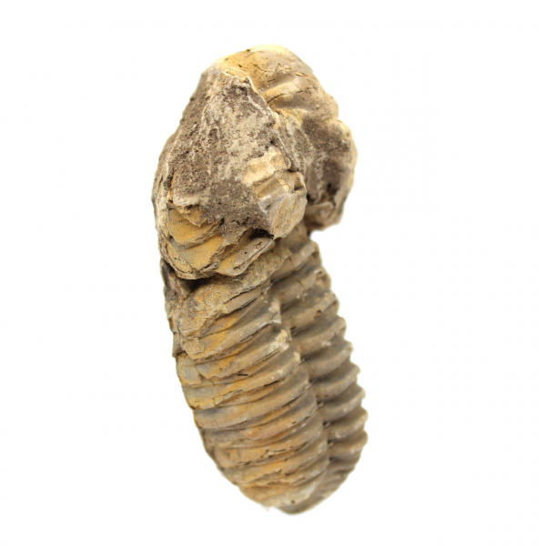 Fóssil de trilobite