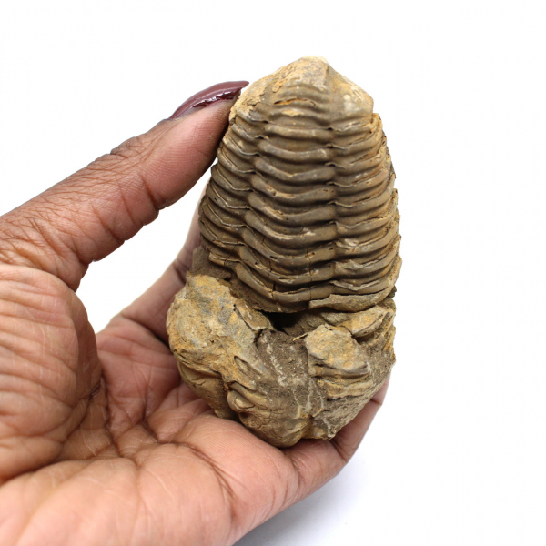 Fóssil de trilobite