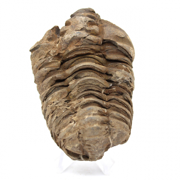 Trilobite fóssil