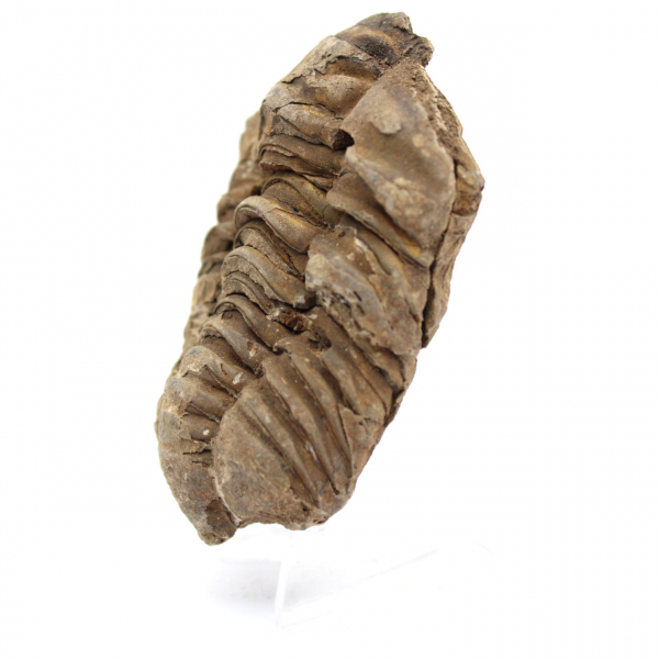 Trilobite fóssil