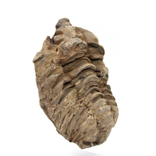 Trilobite fóssil