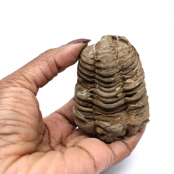 Trilobite fóssil