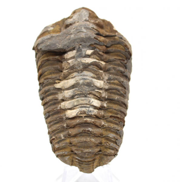 Trilobite de Marrocos