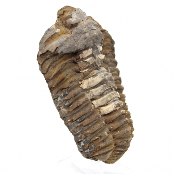 Trilobite de Marrocos