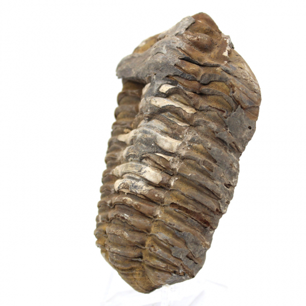 Trilobite de Marrocos