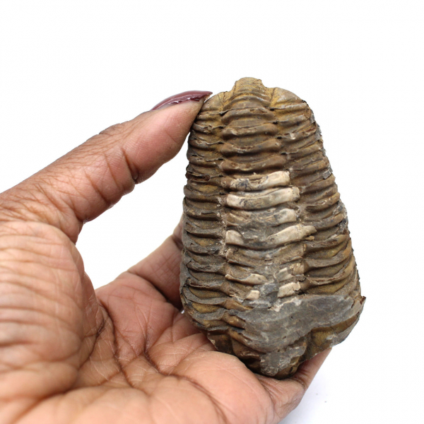 Trilobite de Marrocos